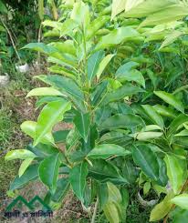 বকুল ফুল গাছের চারা-প্রতি পিস