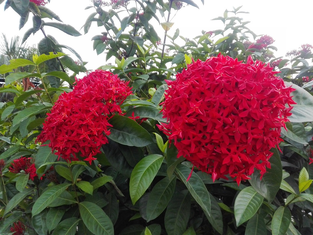 সৌন্দর্য বর্ধনে রঙ্গন ফুল গাছ-প্রতি পিস