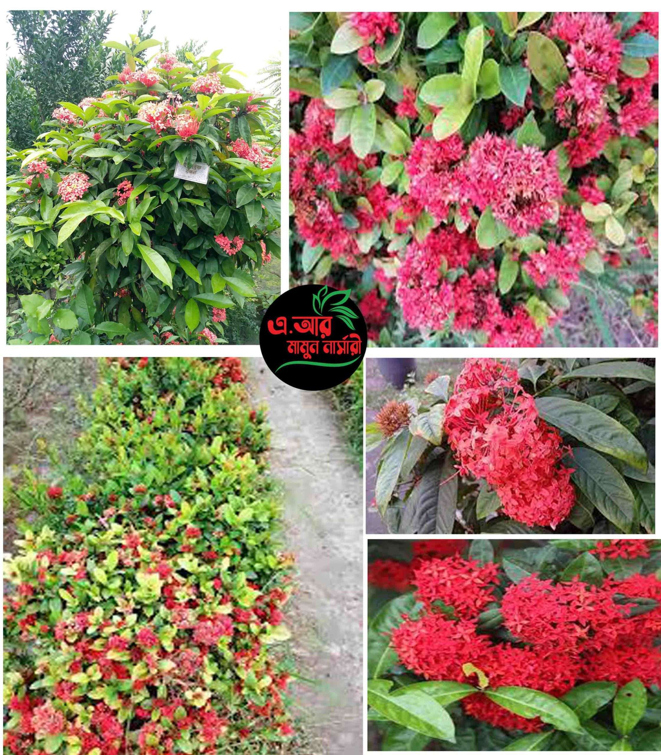 হাইব্রিড রঙ্গন ফুল গাছের চারা-প্রতি পিস (বিভিন্ন কালার)