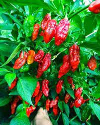 বোম্বাই মরিচ গাছের চারা-প্রতি পিস