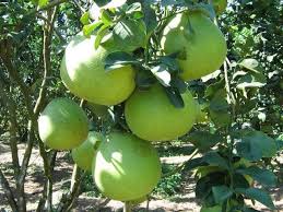 থাই জাম্বুরা গাছের চারা-প্রতি পিস
