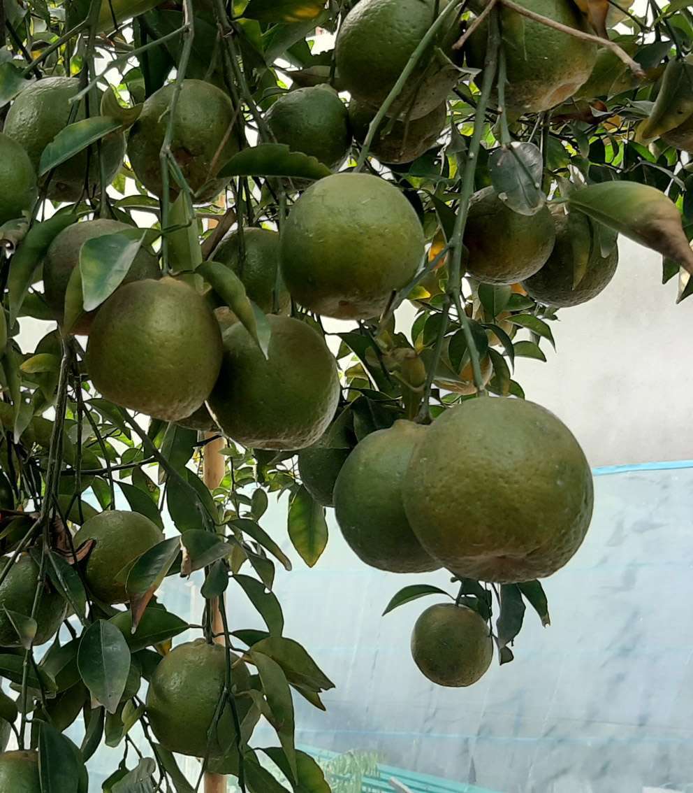 দেশি জাম্বুরা গাছের চারা-প্রতি পিস