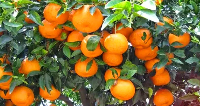 চায়না কমলা গাছের চারা-প্রতি পিস
