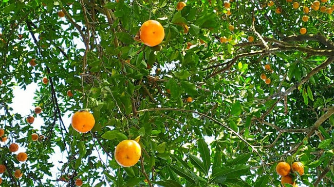 সিলেটি কমলা গাছের চারা-প্রতি পিস